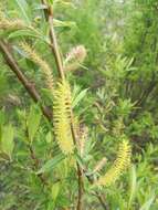 Image of Almond-leaved Willow