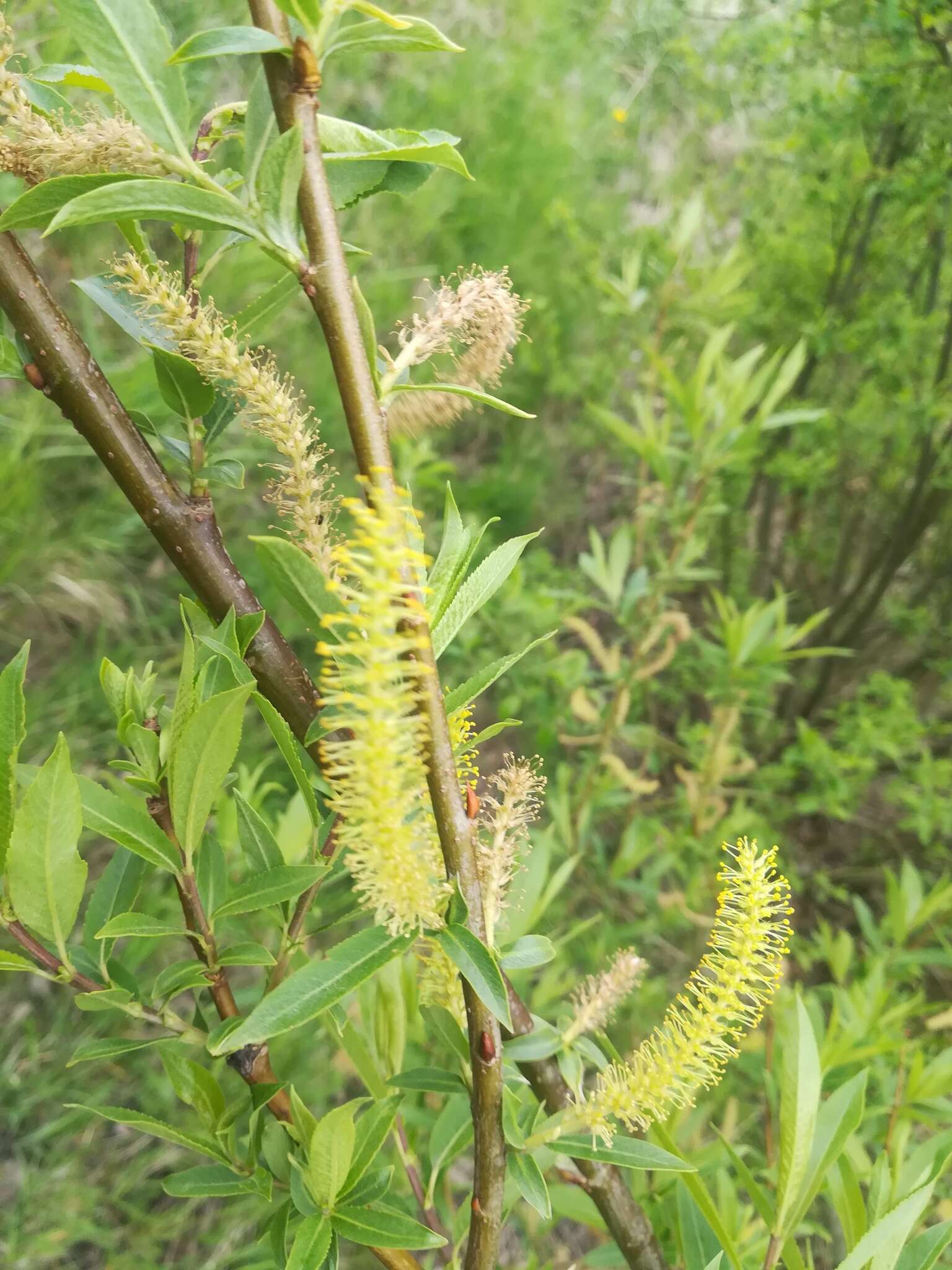 三蕊柳的圖片