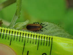 Image of Locust Leaf Miner