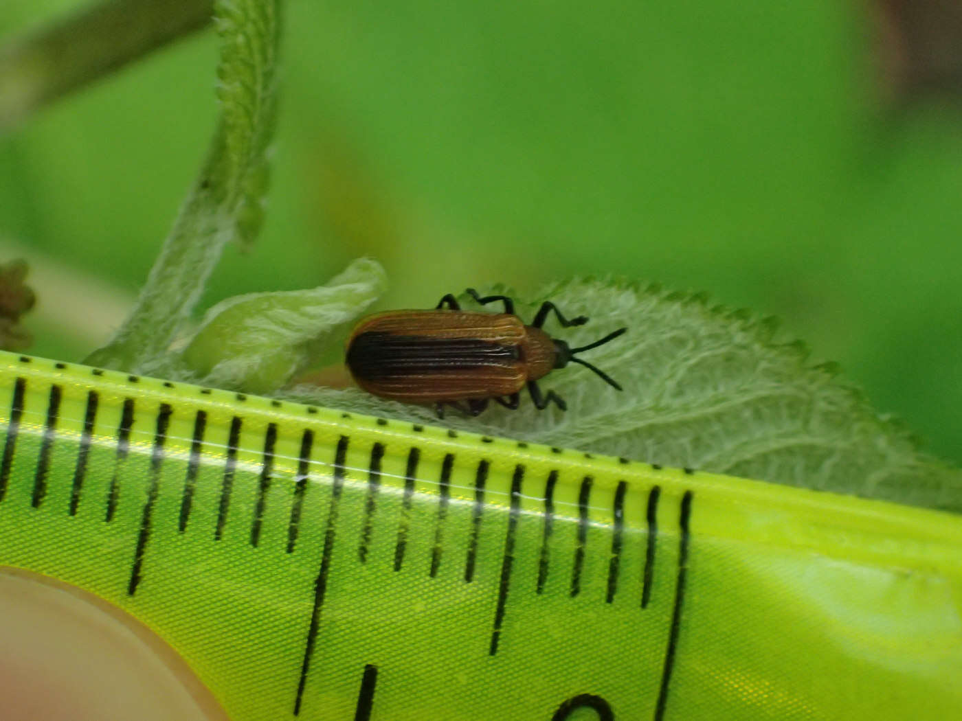 Odontota dorsalis (Thunberg 1805)的圖片