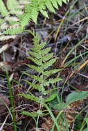 Image of Athyrium yokoscense (Franch. & Sav.) Christ