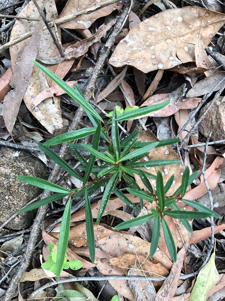 Image of Denhamia silvestris (Lander & L. A. S. Johnson) M. P. Simmons