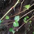 Image de Pseudostellaria davidii (Franch.) Pax