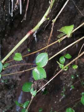 صورة Pseudostellaria davidii (Franch.) Pax