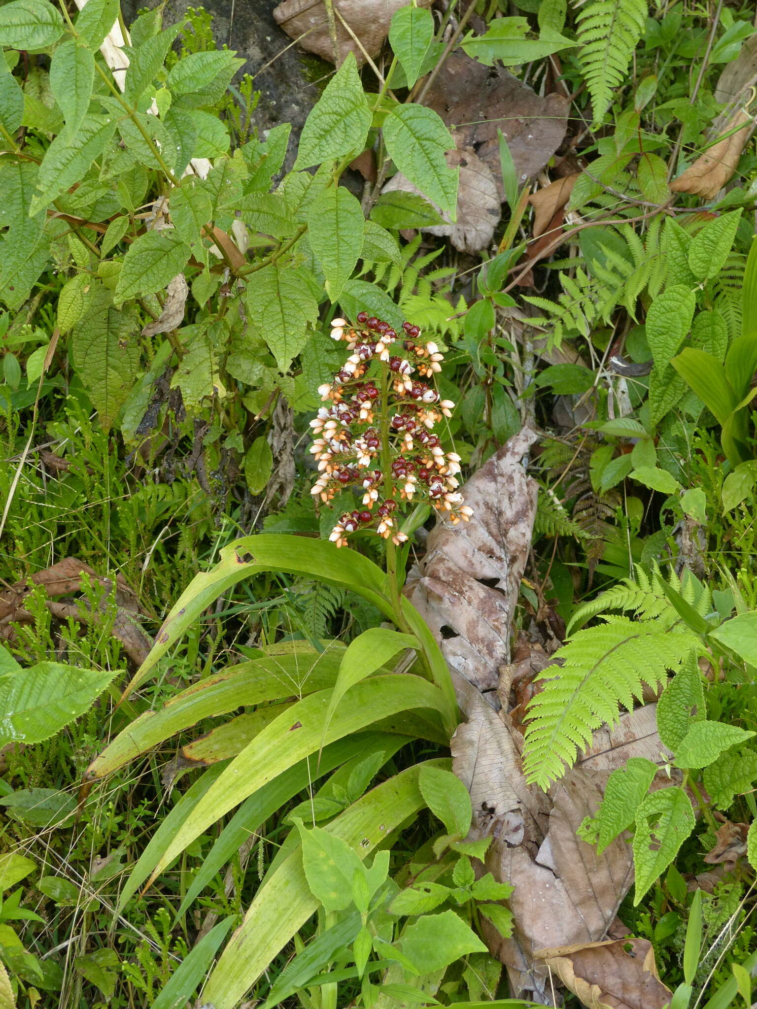 Image of Xiphidium pontederiiflorum