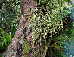 Image of Rhipsalis baccifera subsp. mauritiana (DC.) Barthlott