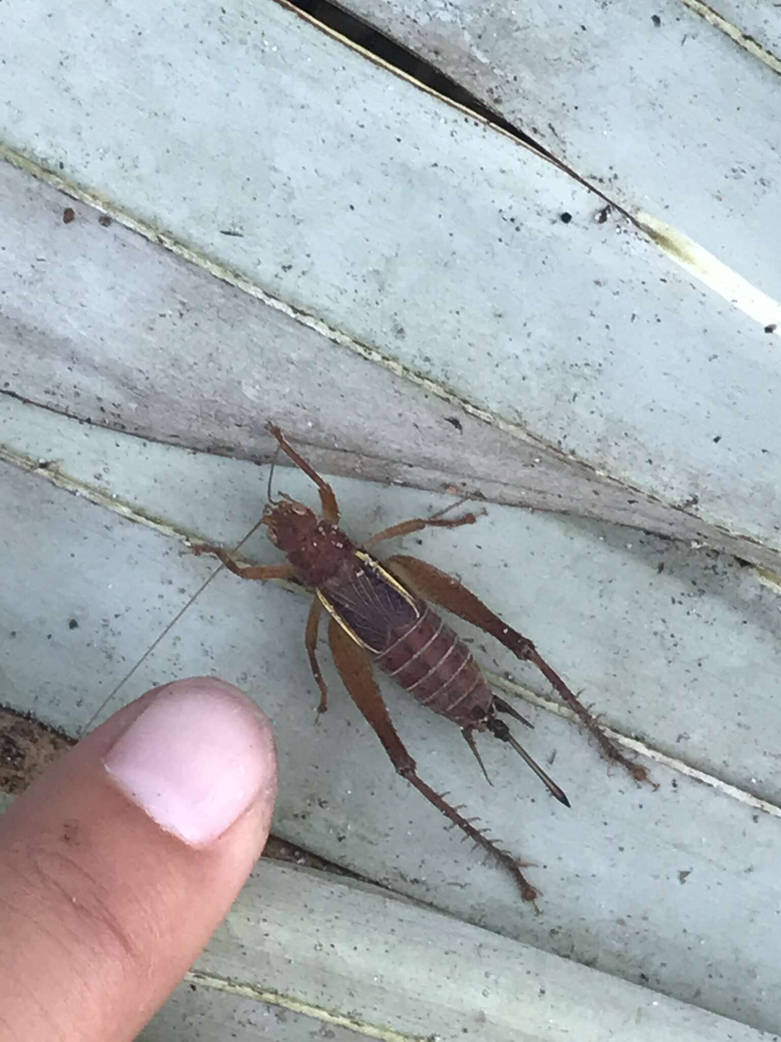 Image of Short-winged Bush Cricket