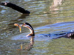 Image of Anhinga rufa rufa (Daudin 1802)