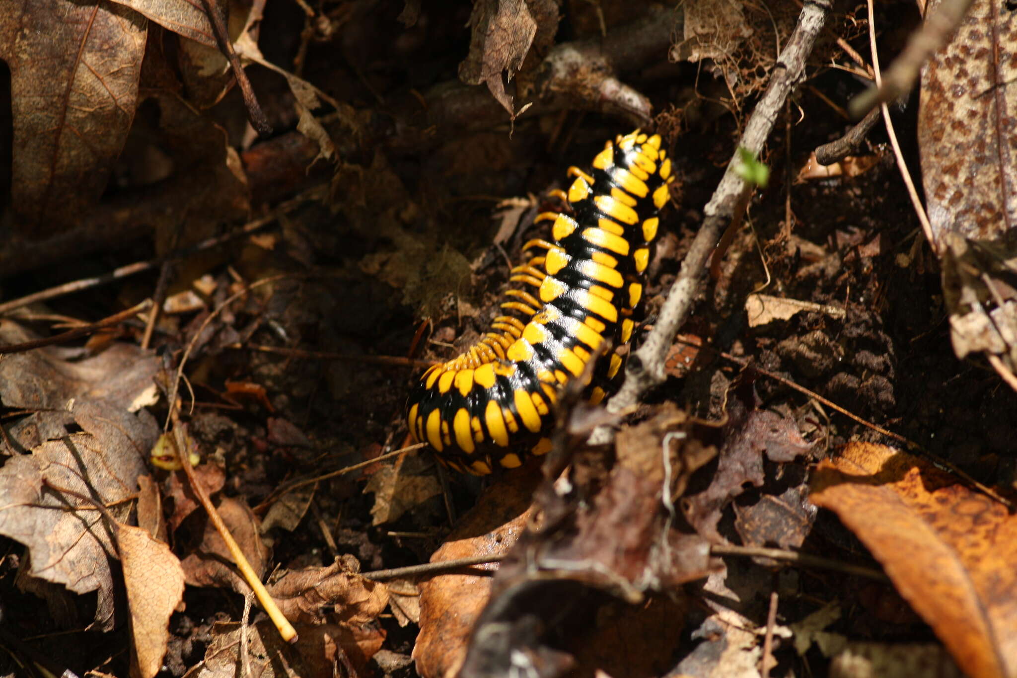 Sivun <i>Apheloria polychroma</i> Marek, Means & Hennen 2018 kuva