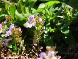 Imagem de Euphrasia liburnica Wettst.