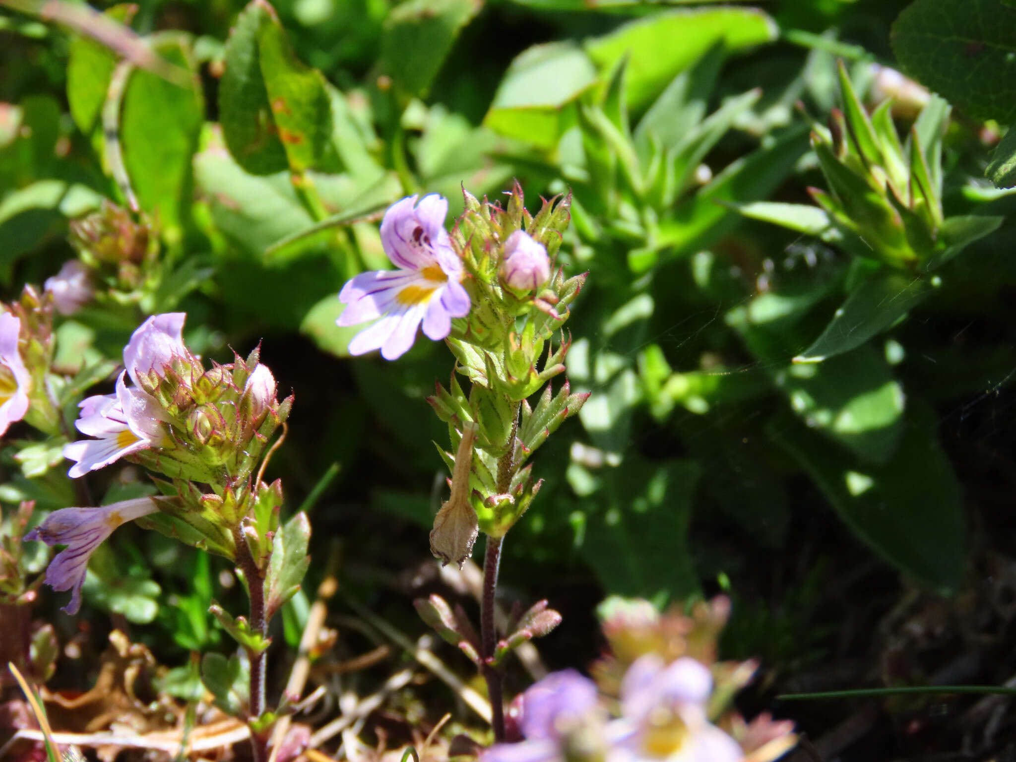 Image of Euphrasia liburnica Wettst.