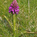 صورة Dactylorhiza kerryensis (Wilmott) P. F. Hunt & Summerh.