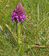 Image of Dactylorhiza kerryensis (Wilmott) P. F. Hunt & Summerh.