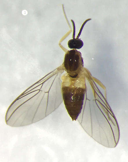 Image of Mycetobia divergens Walker 1856