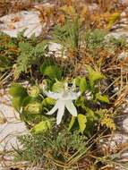 Image de Passiflora pectinata Griseb.