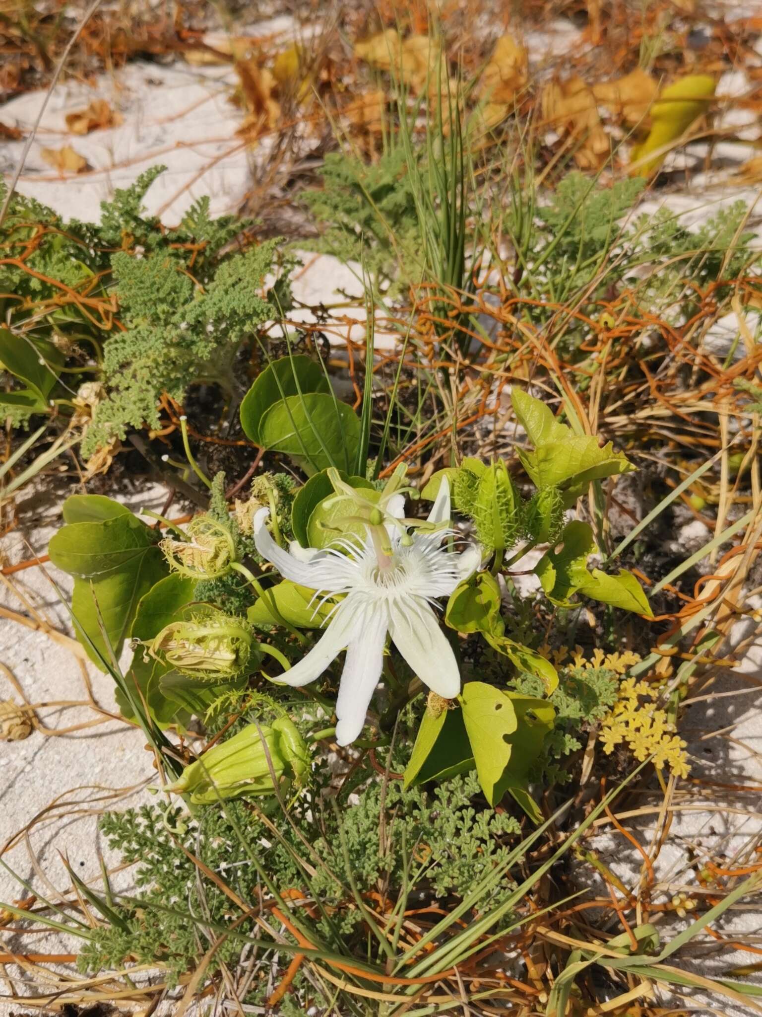 Image de Passiflora pectinata Griseb.