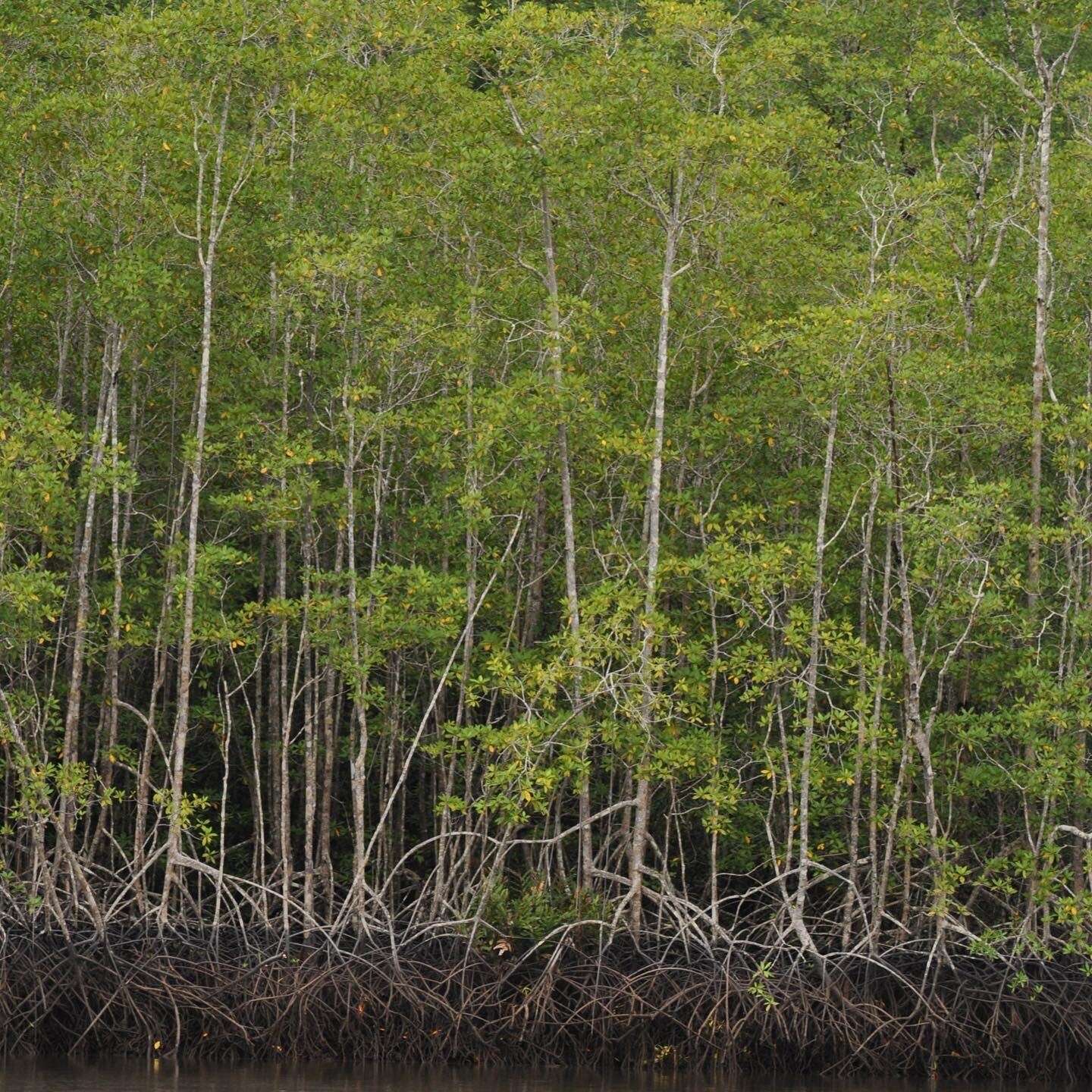 Image of Rhizophora racemosa G. F. W. Meyer