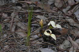 Stylidium schoenoides DC. resmi