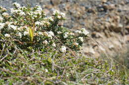 Image of Pimelea cryptica C. J. Burrows & Enright