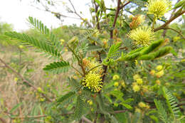 Image of Mimosa bonplandii Benth.