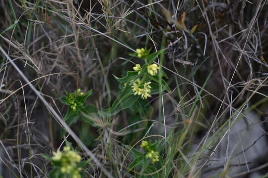 Image of Vincetoxicum hirundinaria subsp. adriaticum (G. Beck) Markgr.