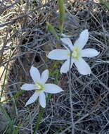 Image of Moraea polyanthos L. fil.