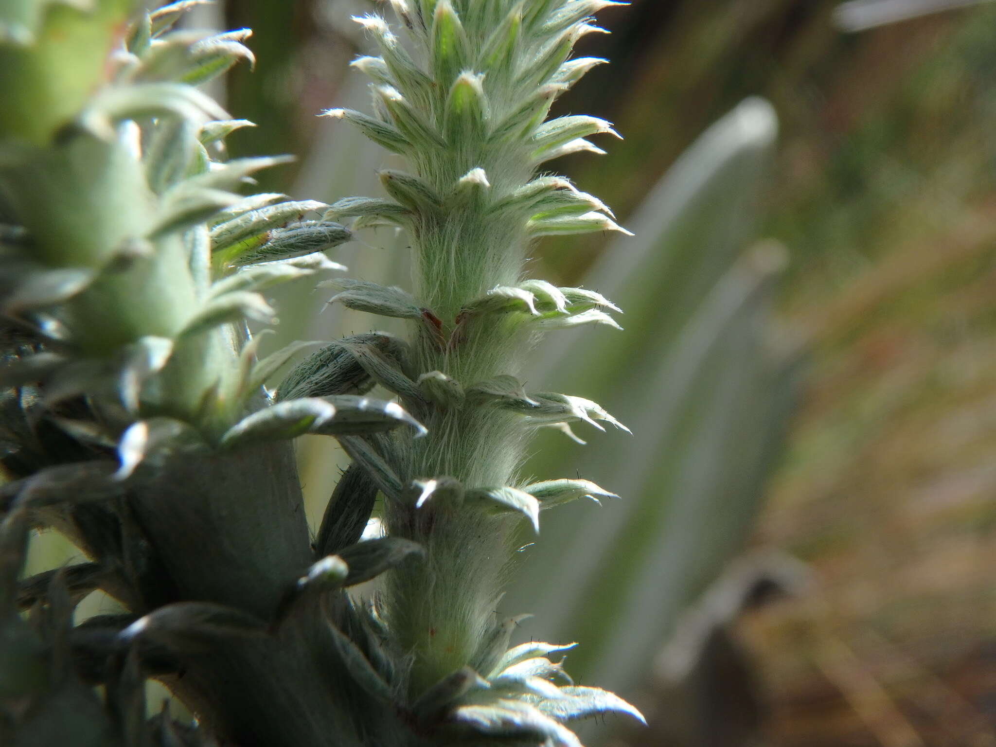 Image of Lachemilla nivalis (Kunth) Rothm.