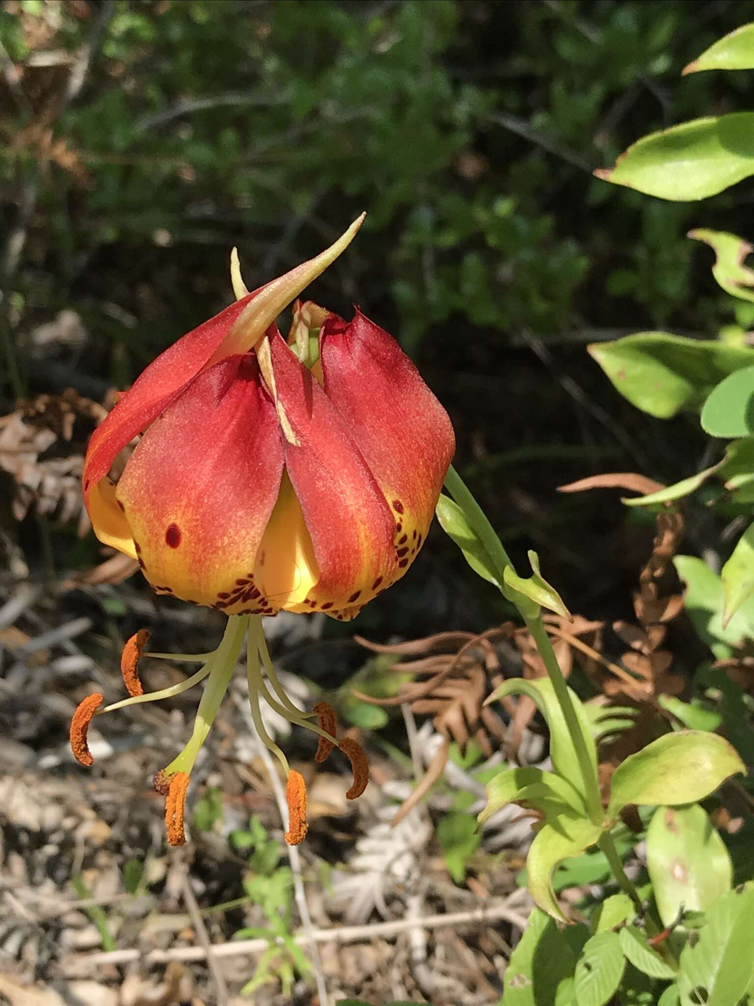 Lilium michauxii Poir. resmi