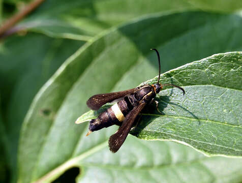 Image of The Boneset Borer