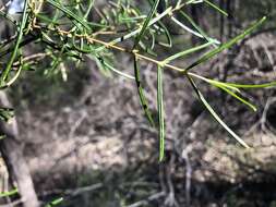 Image of Boronia splendida M. F. Duretto