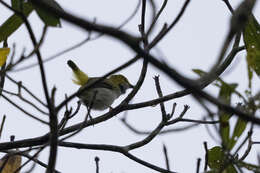 Image of Yellow-browed Camaroptera