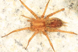 Image of Utah Funnel-web Spider