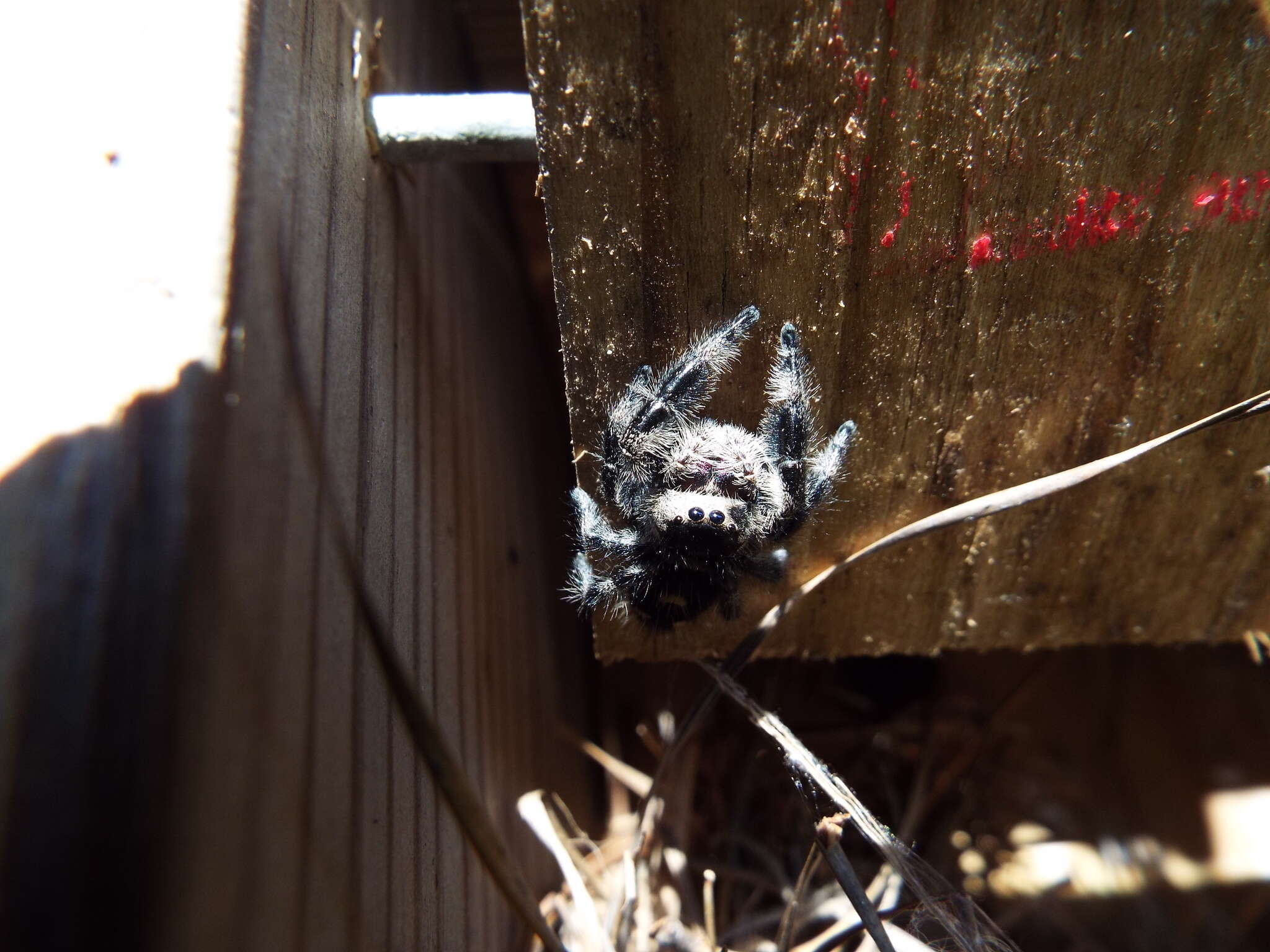 صورة Phidippus regius C. L. Koch 1846