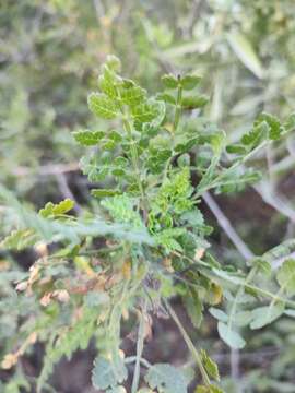 Image of Bursera littoralis León de la Luz & Perez Navarro