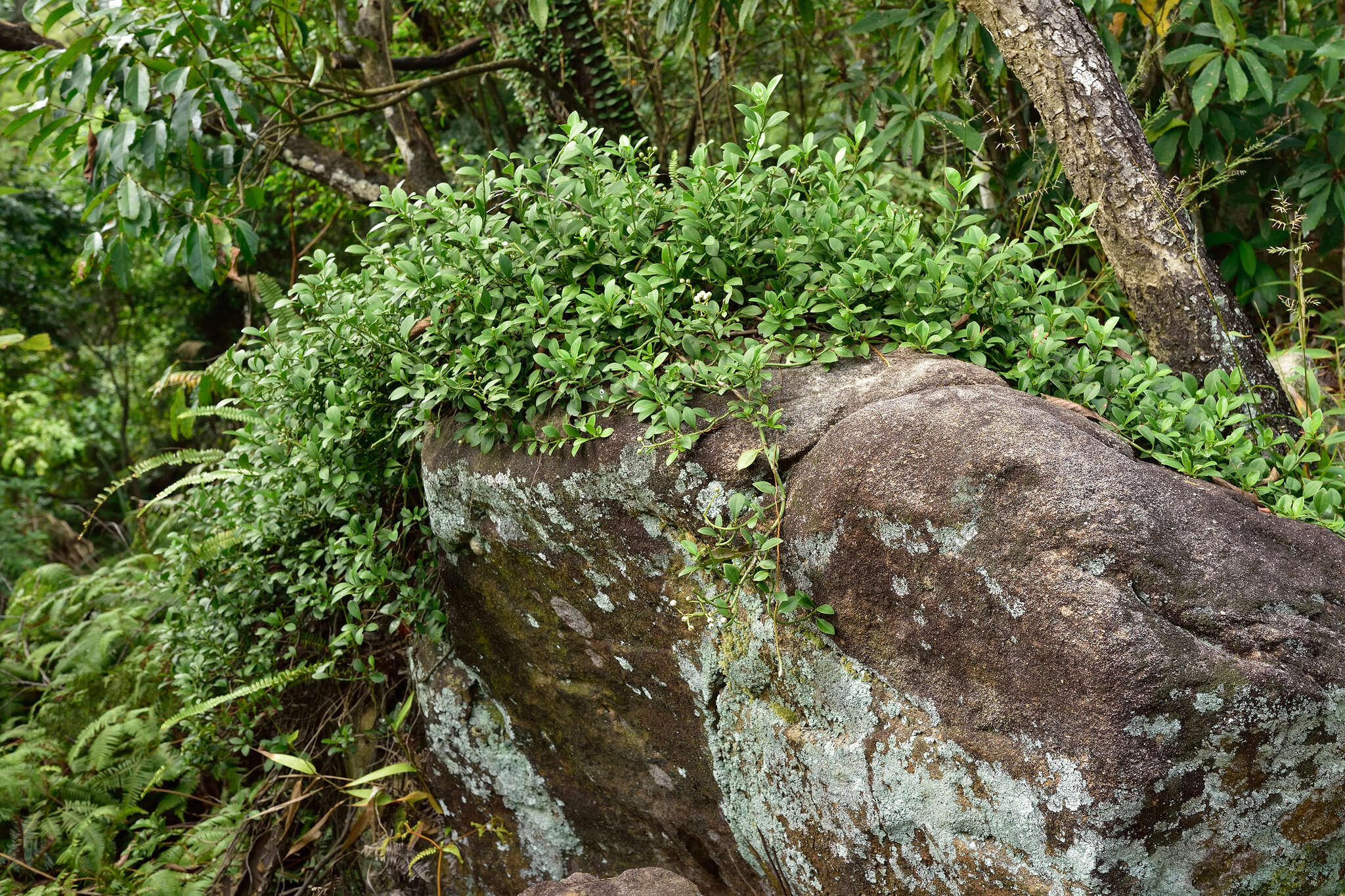Image of Psychotria serpens L.