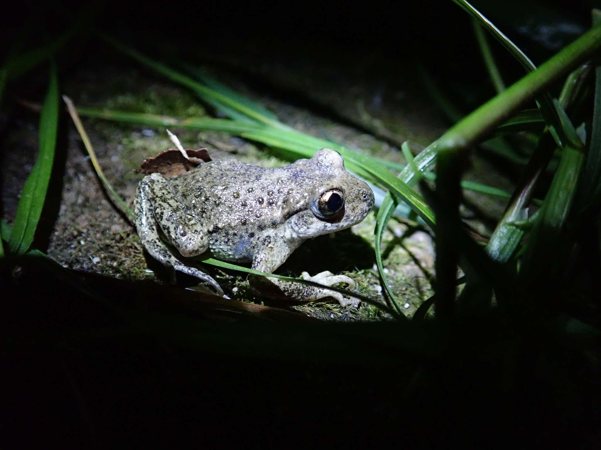 Image of Midwife toads