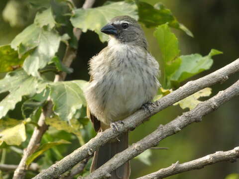 صورة Saltator striatipectus Lafresnaye 1847