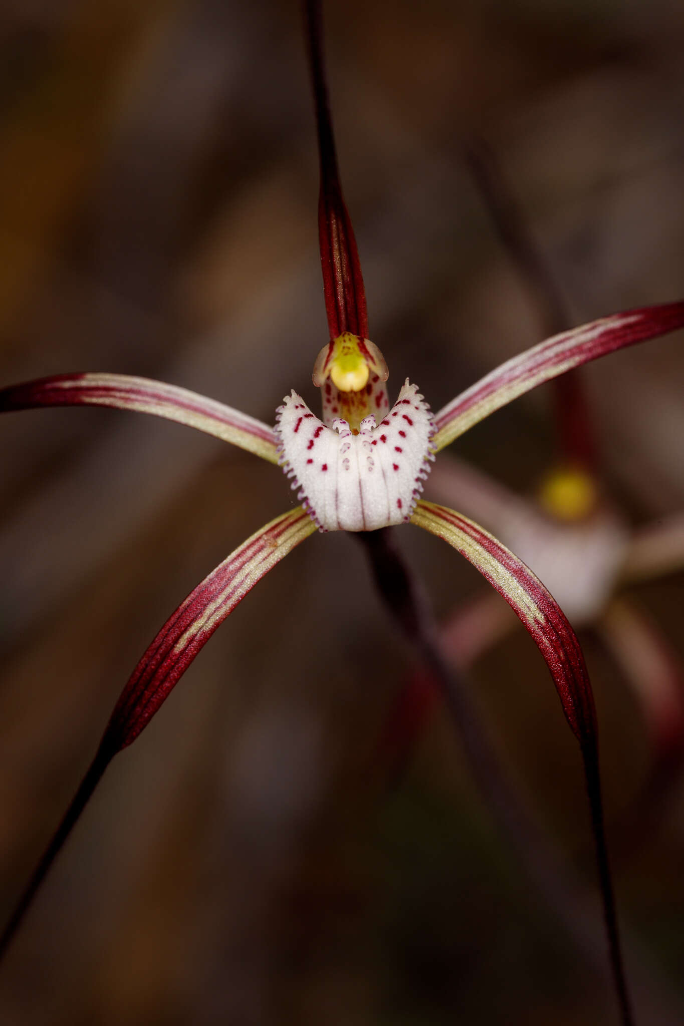 Image of Caladenia denticulata subsp. rubella A. P. Br. & G. Brockman