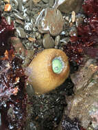 Image of giant green anemone