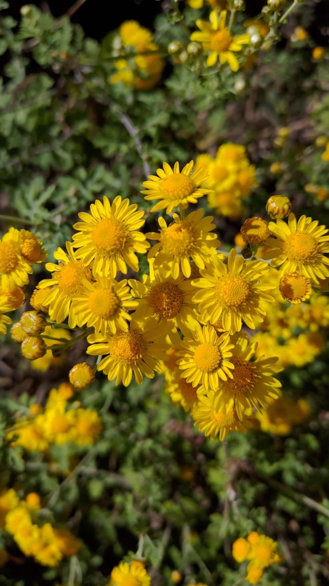 Image of Chrysanthemum arisanense Hayata