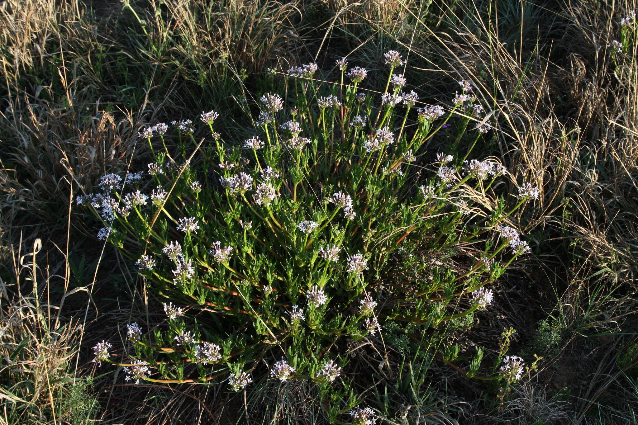 Image of Pentanisia angustifolia (Hochst.) Hochst.