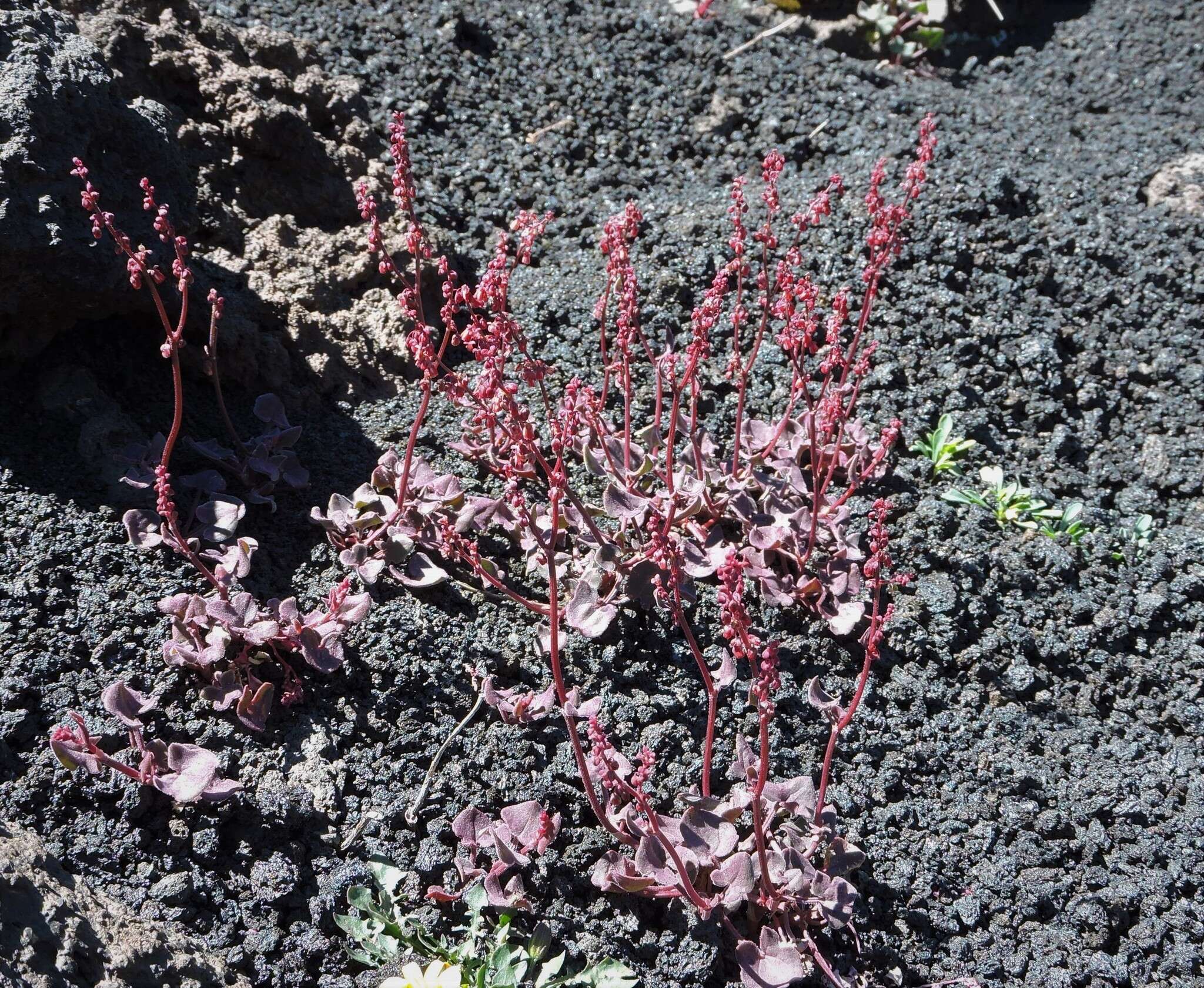 Image of Rumex aetnensis C. Presl