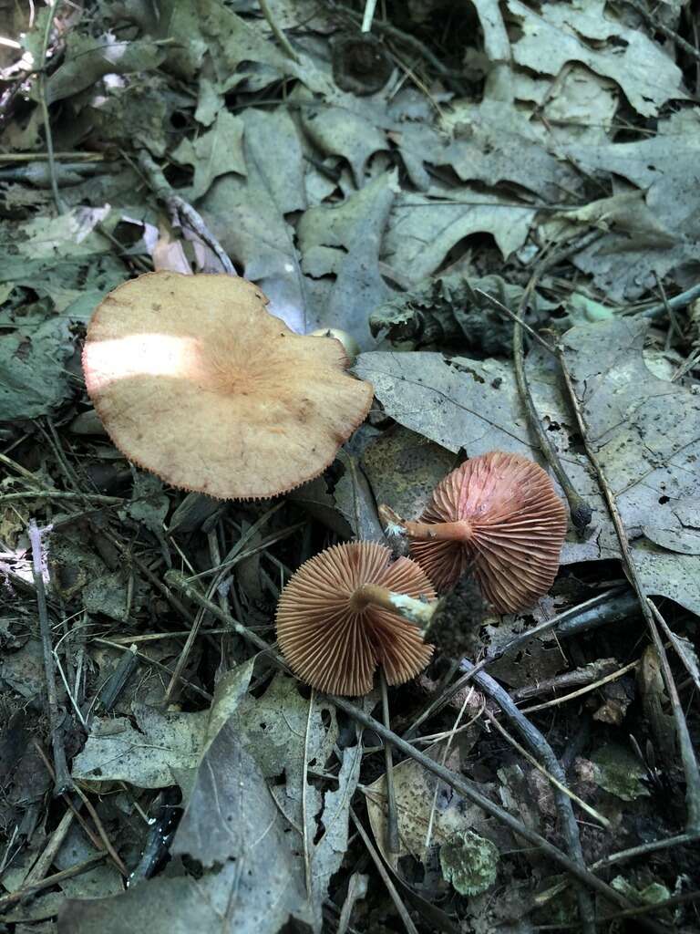 Image of Lactarius subserifluus Longyear 1902