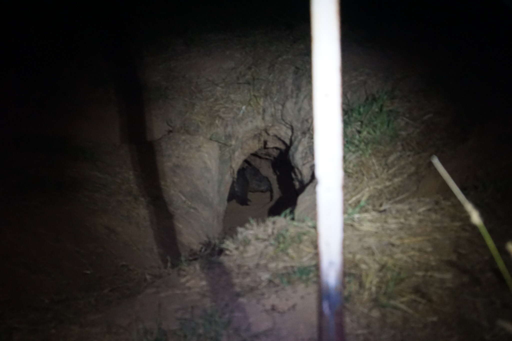 Image of Northern Hairy-nosed Wombat