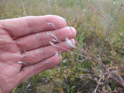 Image of Thalictrum squarrosum Stephan ex Willd.