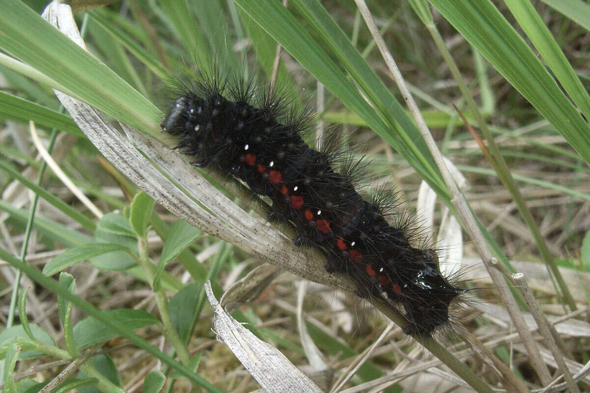 Imagem de Acronicta menyanthidis Vieweg 1790