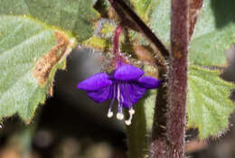 Image of wild canterbury bells