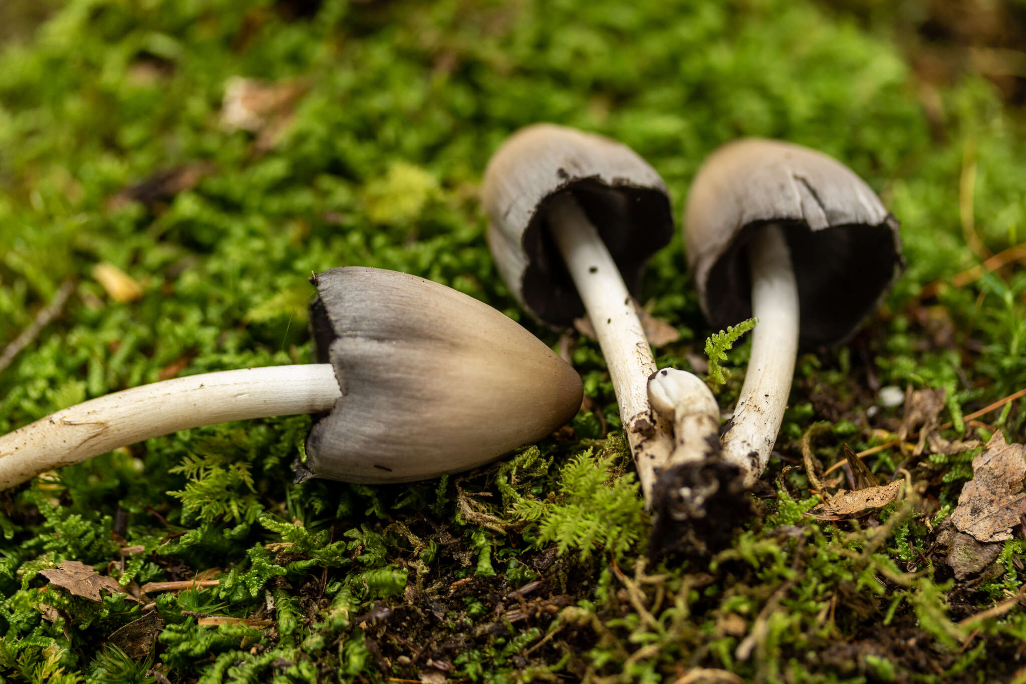 Coprinopsis pinguispora (Bogart) Redhead, Vilgalys & Moncalvo 2001的圖片