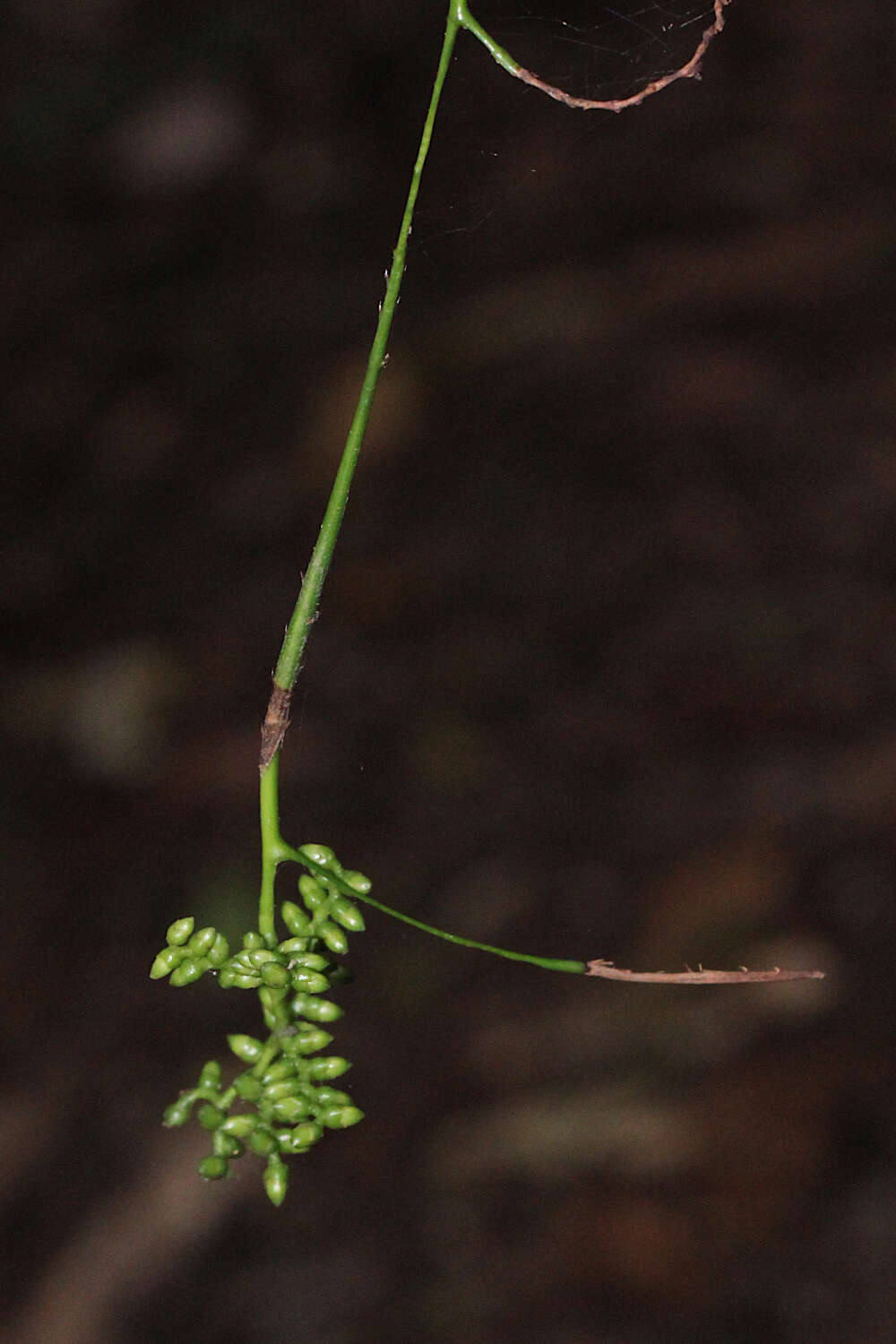 Image of Large-seeded lawyer's vine