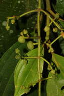 Image de Miconia albertobrenesii Gamba & Almeda